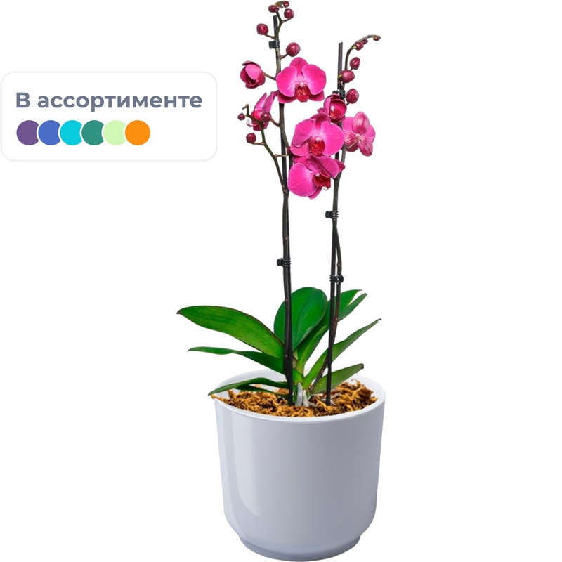 Изображение товара Орхидея Фаленопсис 60 см в белом кашпо - декоративное комнатное растение