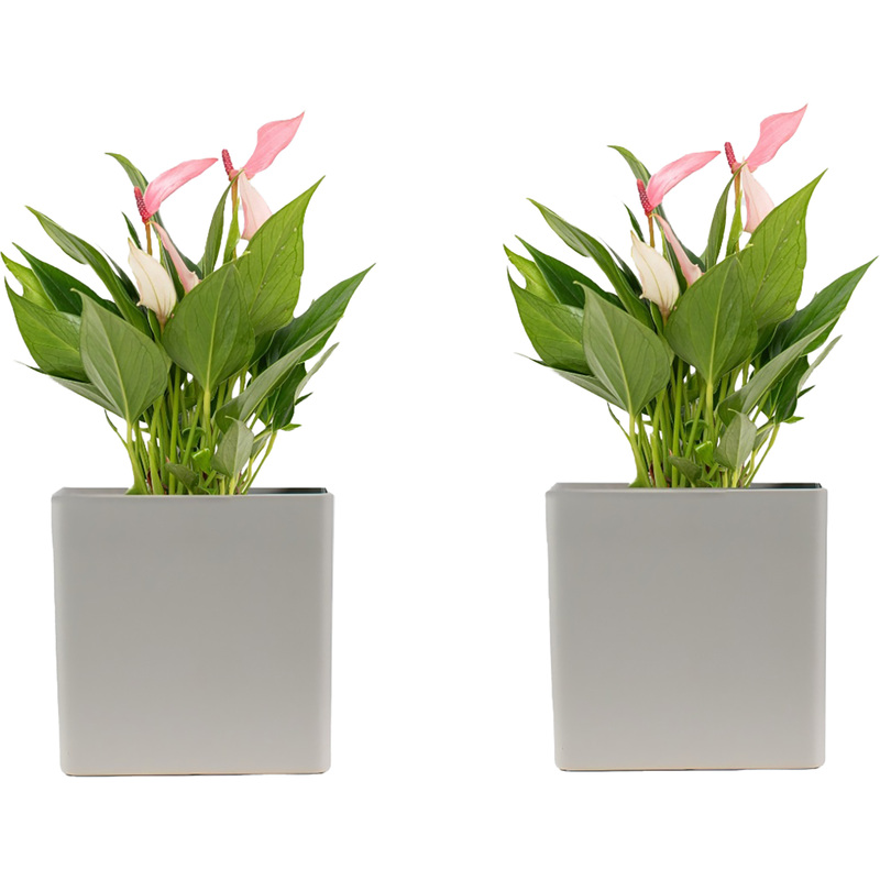 Изображение товара Набор растений Антуриум Лили (2 штуки в упаковке, РС131мОС-2)