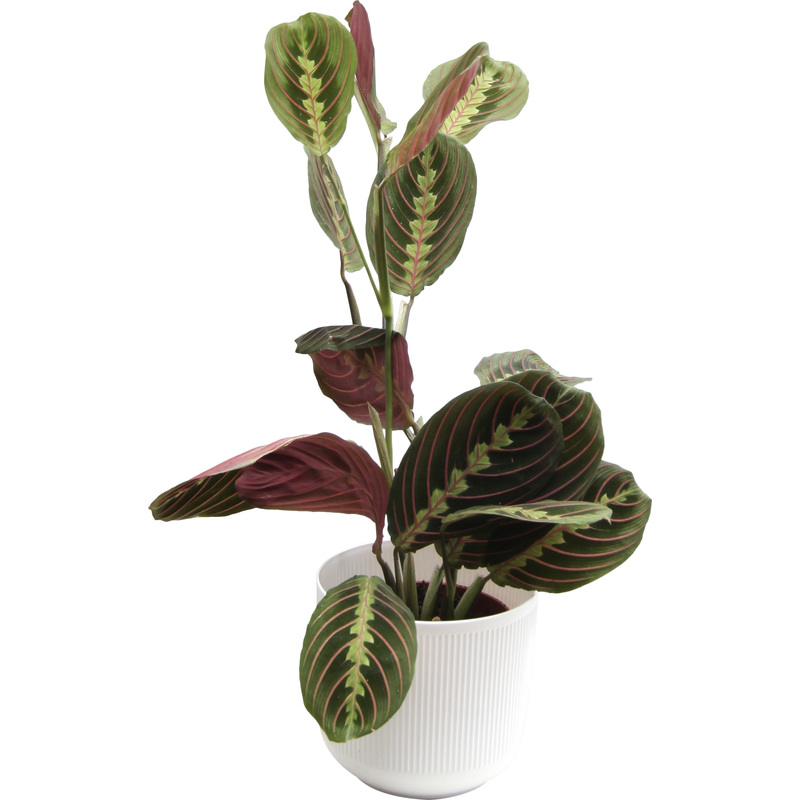 Изображение товара Растение Маранта Триколор 25 см в кашпо D14.5 см (РС00039.09)