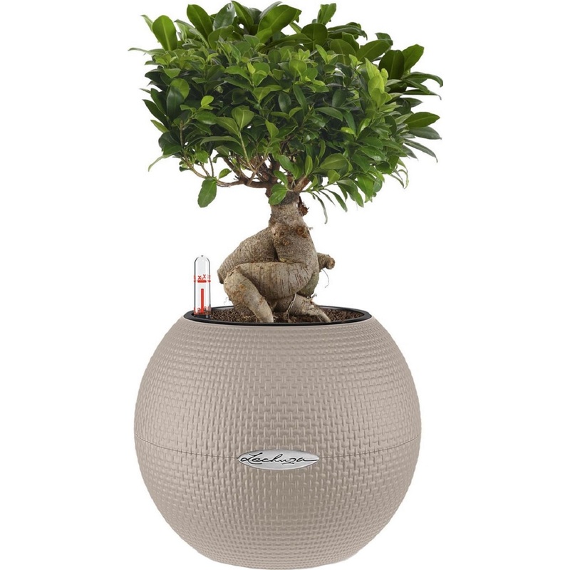 Изображение товара Фикус бонсай в кашпо Lechuza 40 см с автополивом Россия