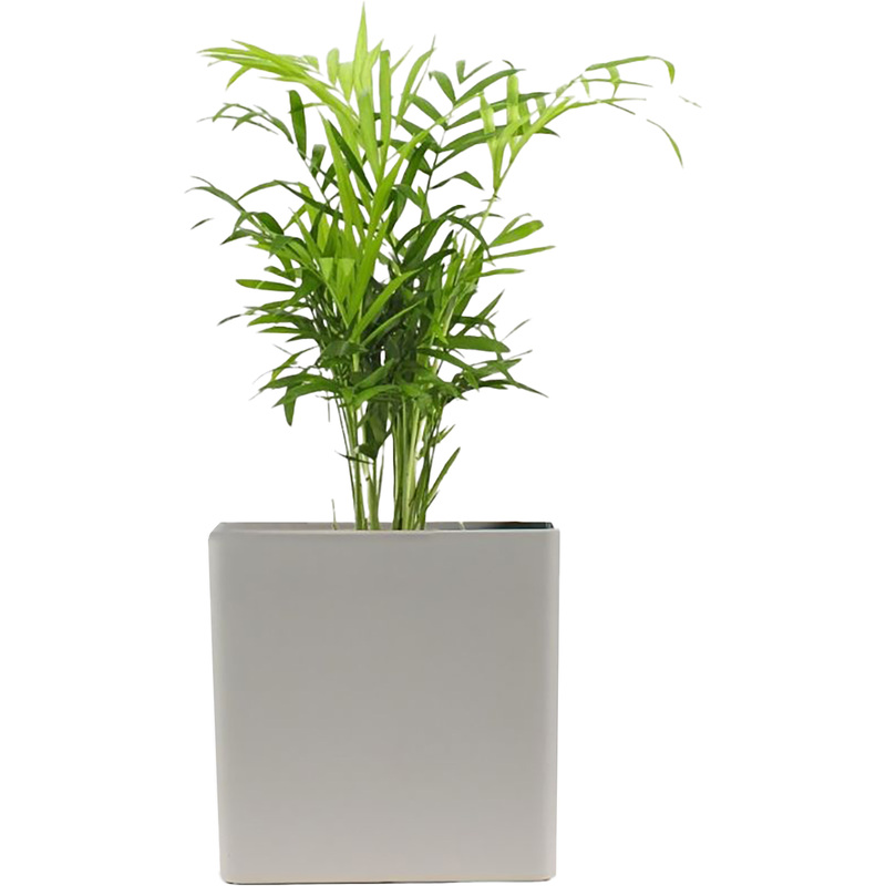Изображение товара Растение Хамедорея Элеганс 30 см в кашпо светло-серого цвета