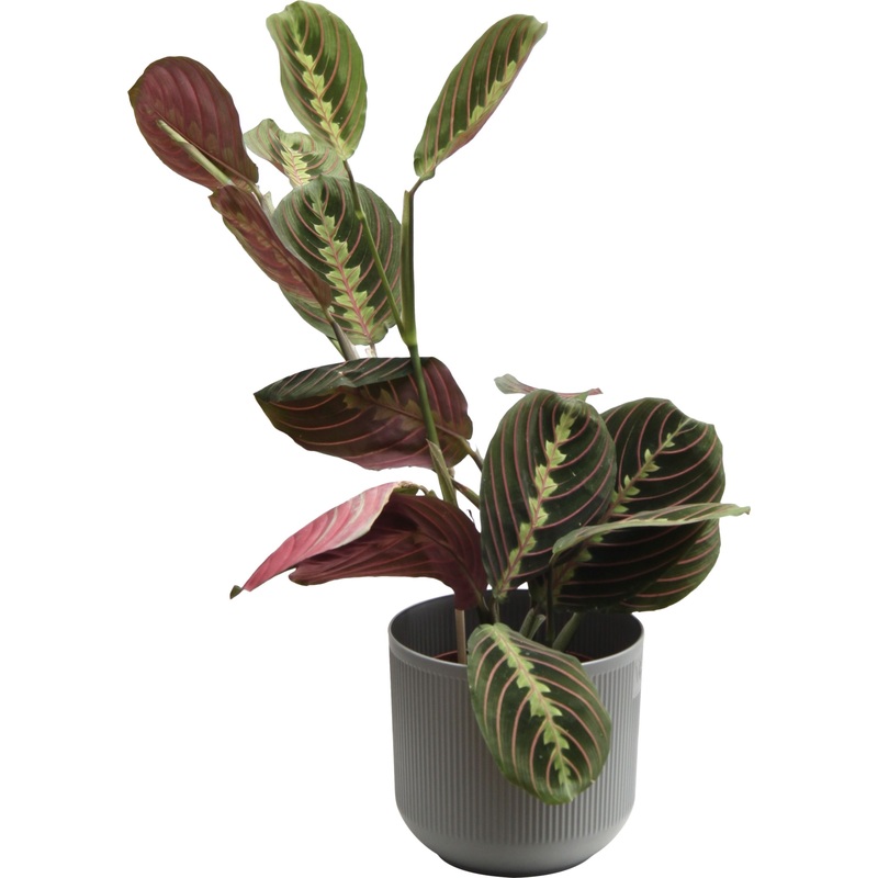 Изображение товара Растение Маранта Триколор 25см в кашпо D14.5 см декоративное многолетнее