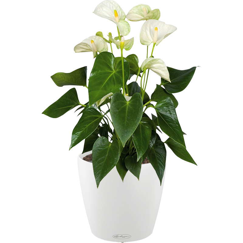 Изображение товара Растение Антуриум Андрианум белый 60 см в белом кашпо Lechuza D21 см с автополивом