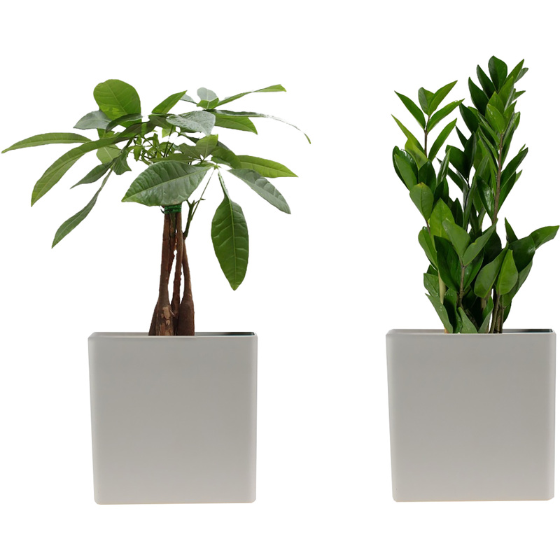 Изображение товара Набор комнатных растений замиокулькас и пахира акватика 2 шт в кашпо