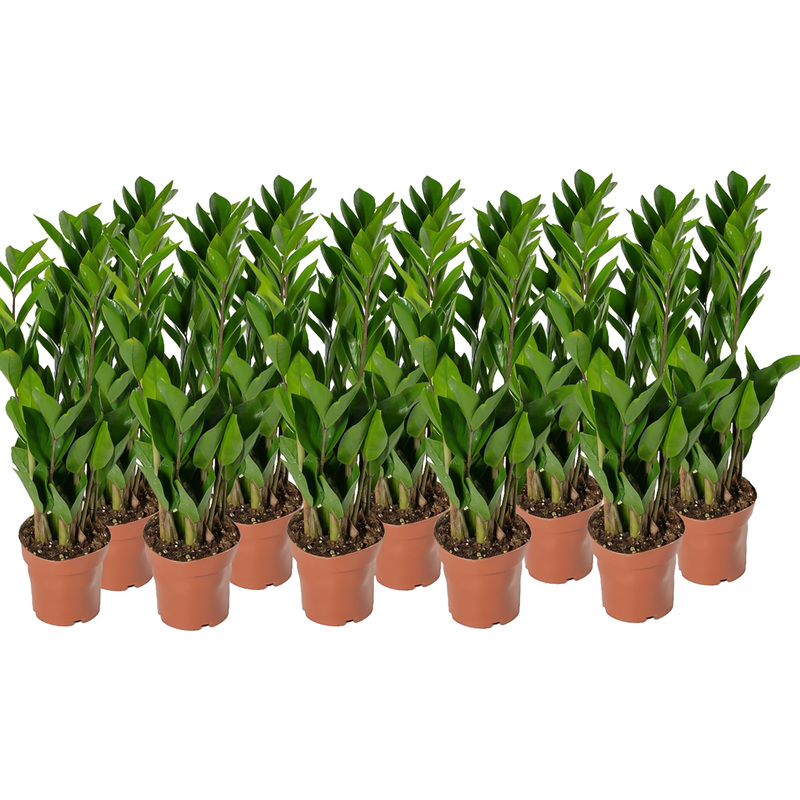 Изображение товара Набор декоративных растений Замиокулькас 10 штук в горшках