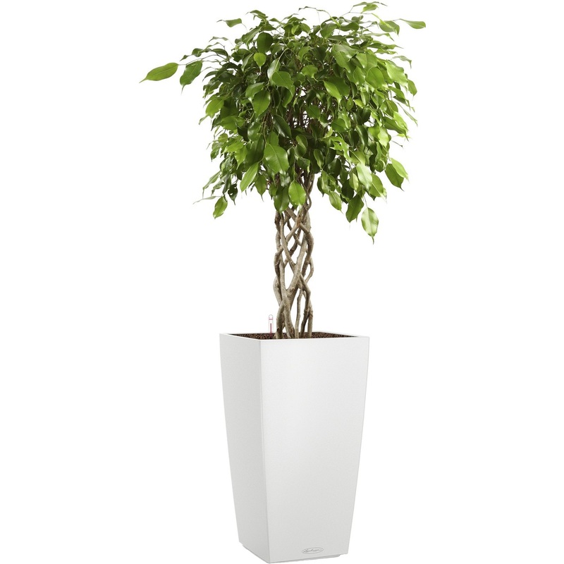 Изображение товара Фикус Экзотика цилиндр 140 см в белом кашпо Lechuza с автополивом