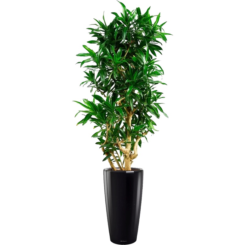 Изображение товара Драцена Песнь Ямайке 190 см в черном кашпо автополив Европейское качество