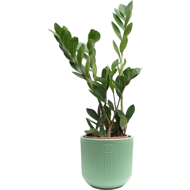 Изображение товара Замиокулькас 30 см в кашпо D14.5 см комнатное декоративное растение