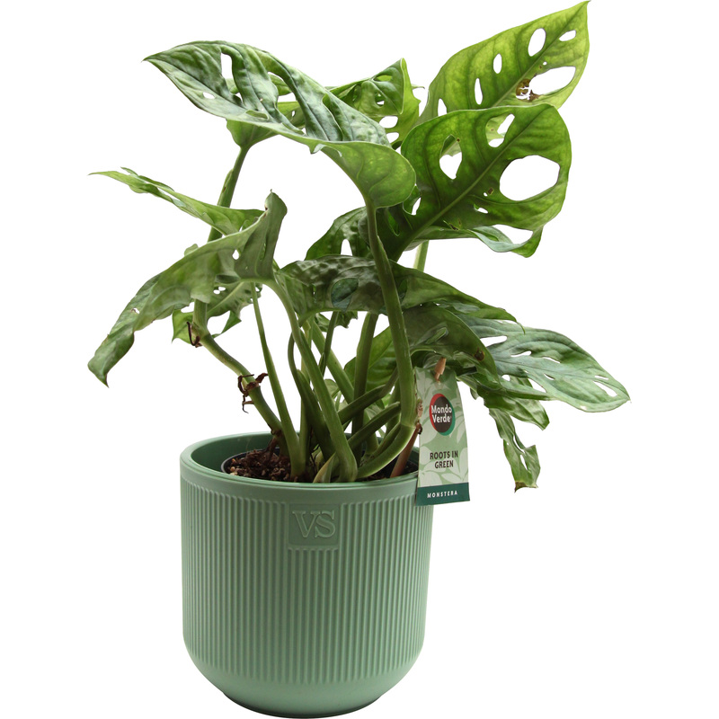 Изображение товара Растение Монстера Обликва Манки Маск 25 см в кашпо D14.5 см декоративно-лиственное