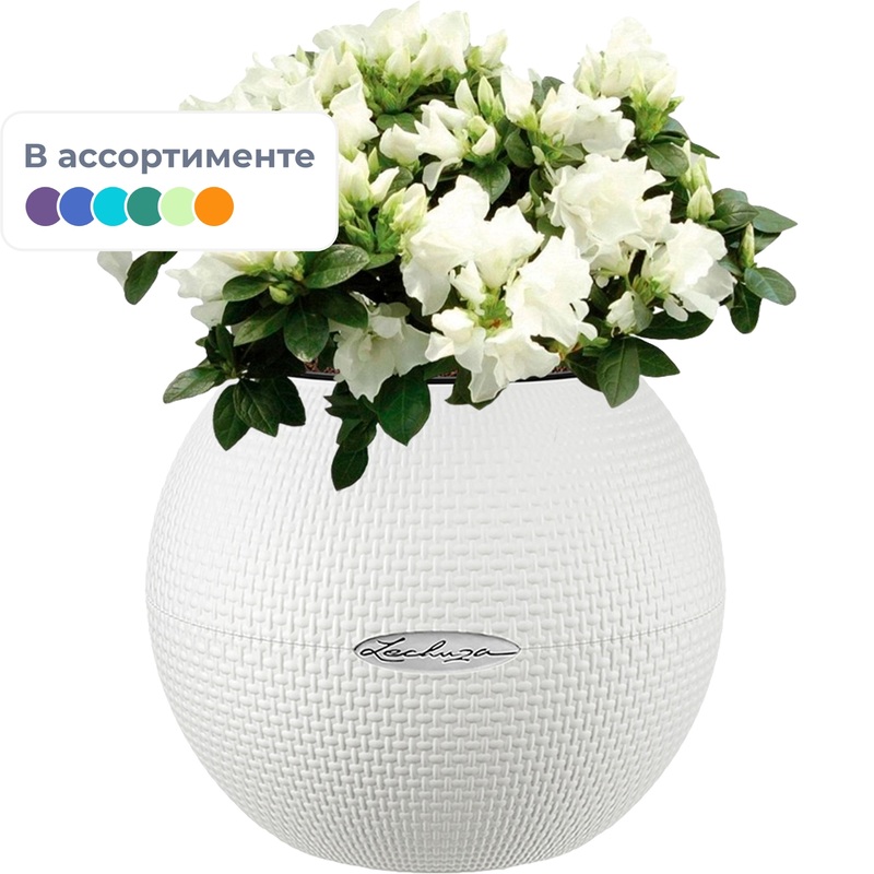 Изображение товара Декоративное комнатное растение Азалия индика в кашпо Lechuza 25 см с автополивом