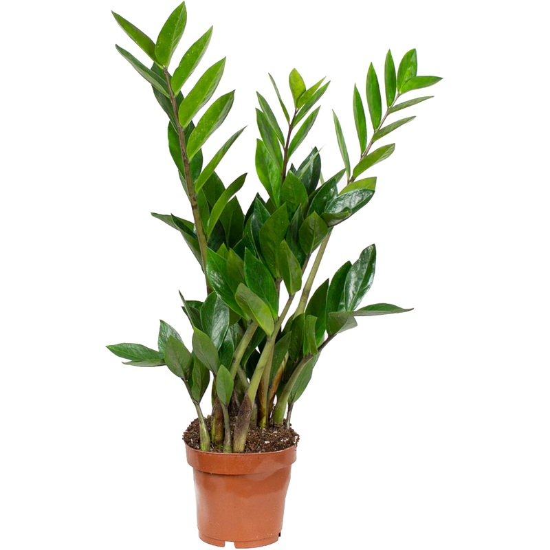 Изображение товара Комнатное растение Замиокулькас 30 см в технологическом горшке D12 см