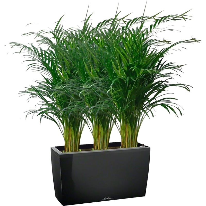 Изображение товара Растение Хризалидокарпус 120 см в чёрном кашпо с автополивом Lichuza