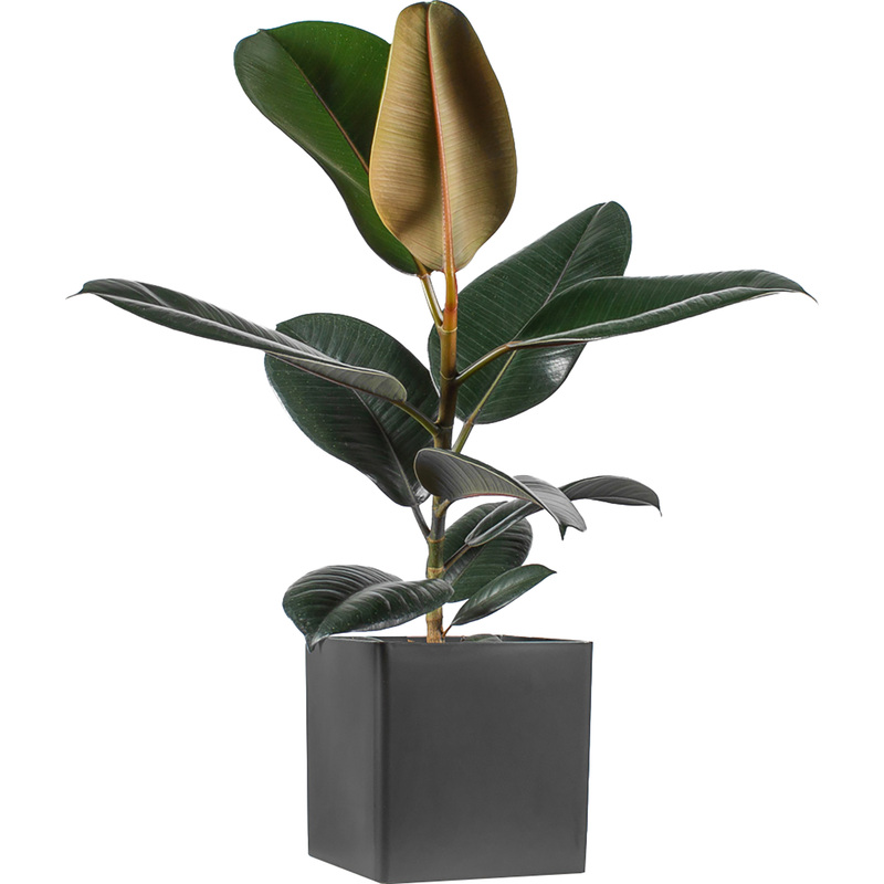 Изображение товара Растение Фикус Эластика микс 35 см в антрацитовом кашпо