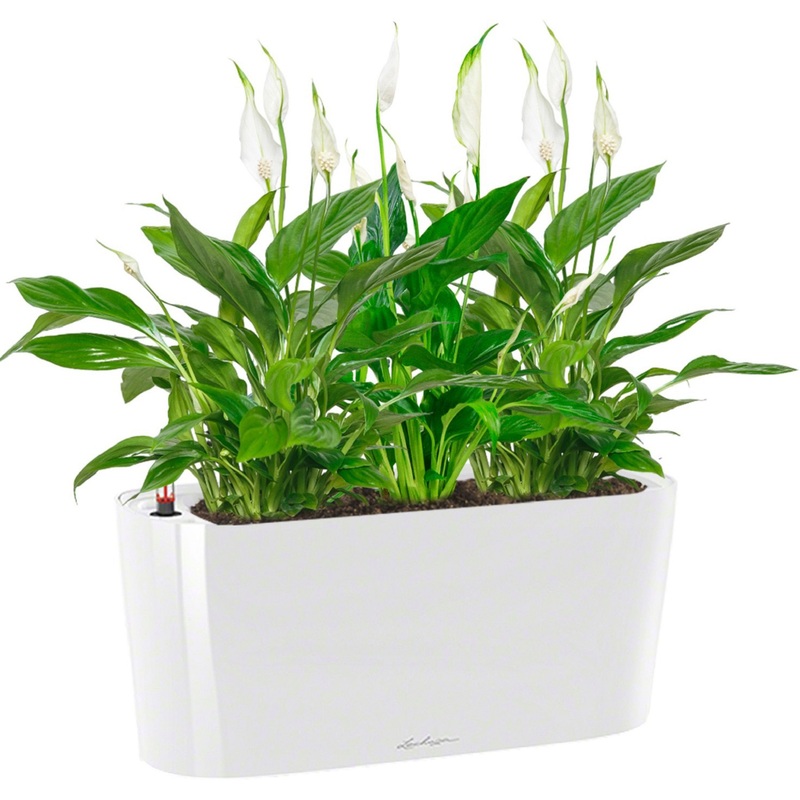 Изображение товара Растение Спатифиллум 45 см в белом кашпо Lechuza с автополивом (3 штуки)