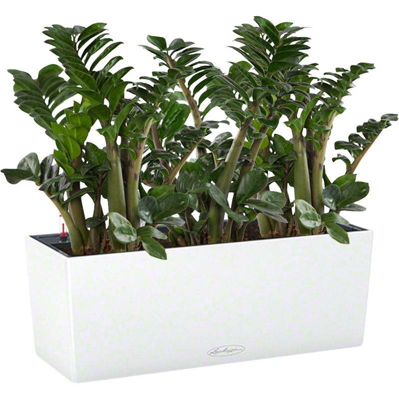 Изображение товара Растение Замиокулькас Зензи 50 см в белом кашпо Lechuza с автополивом (3 штуки)