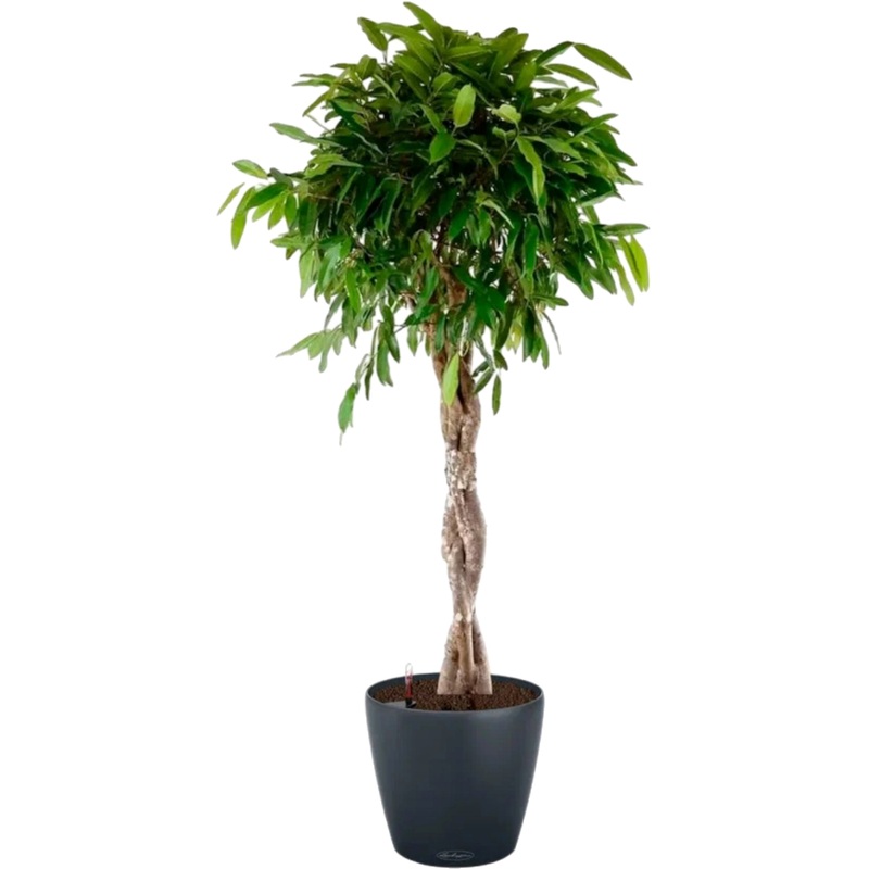 Изображение товара Фикус Амстел Кинг переплетённый 140 см с автополивом серое кашпо