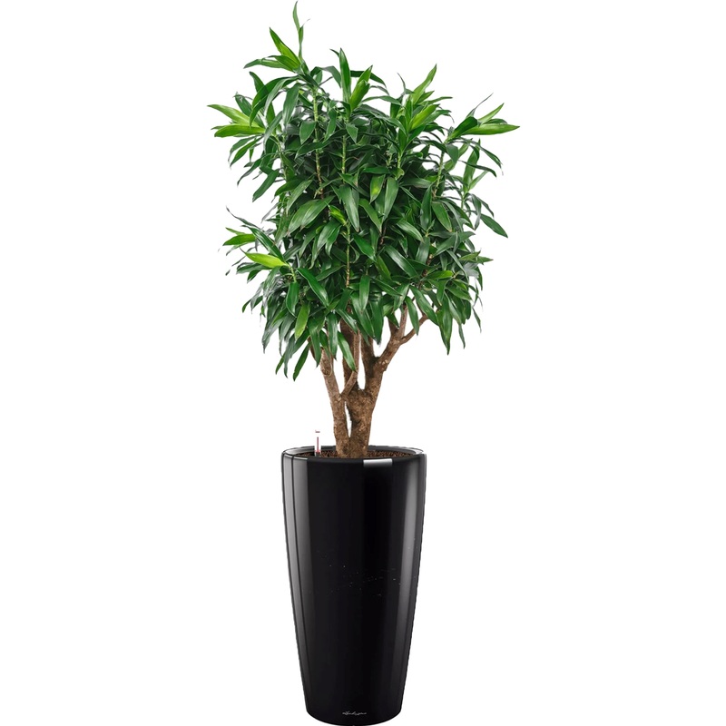 Изображение товара Драцена Песнь Ямайке 120 см в чёрном кашпо с автополивом