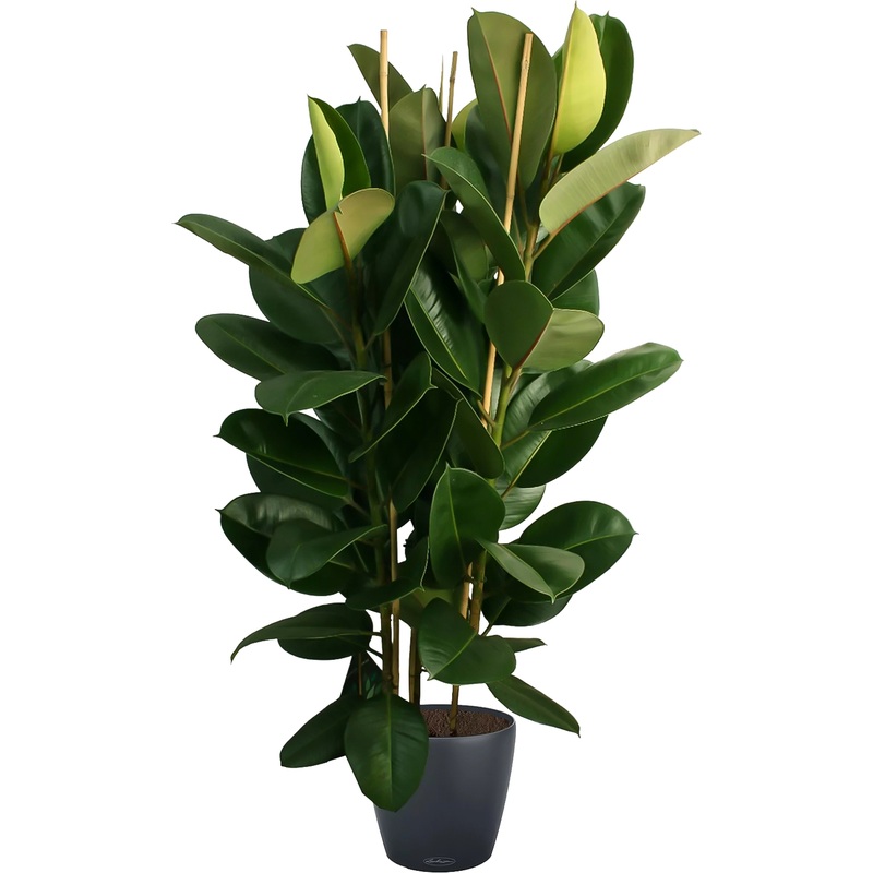 Изображение товара Фикус Эластика Робуста 160 см с автополивом, серое кашпо, упаковка 3 шт