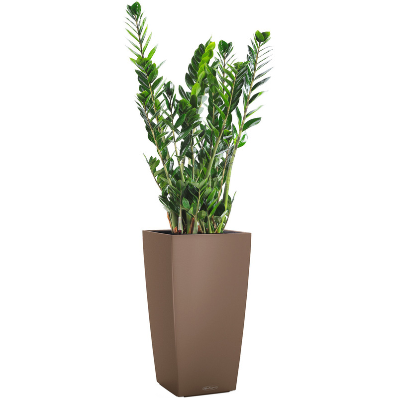 Изображение товара Замиокулькас 140 см в мускатном кашпо с автополивом Lechuza комнатное растение