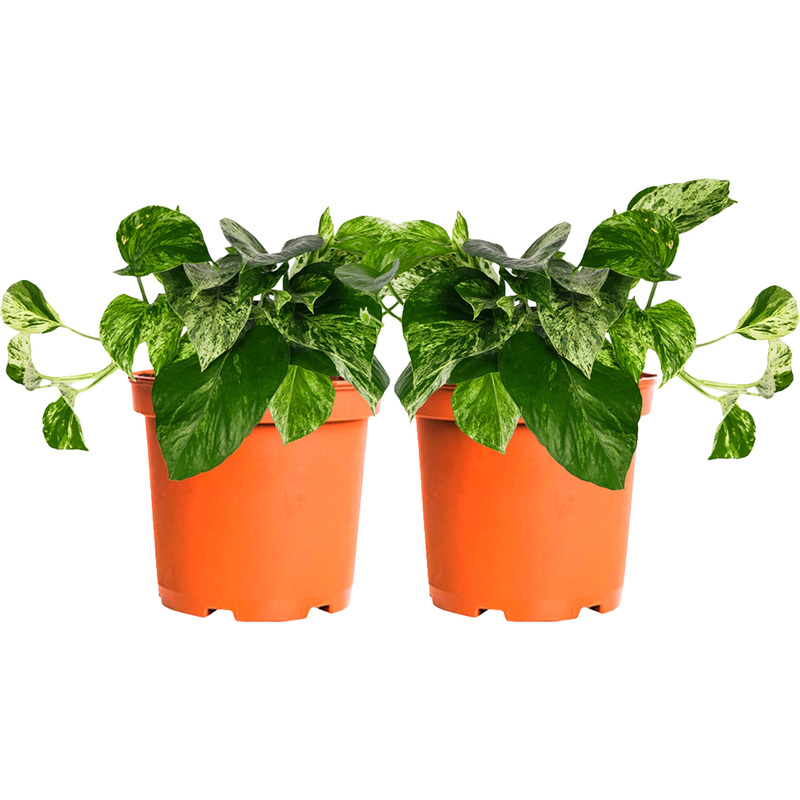 Изображение товара Набор растений Сциндапсус Ауреум в горшке D12 см (2 шт)