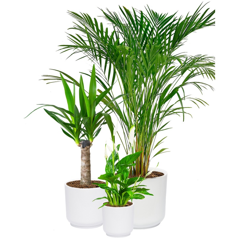 Изображение товара Комплект декоративных растений Спатифиллум Юкка Хризалидокарпус в кашпо для интерьера