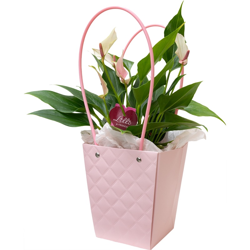 Изображение товара Антуриум Лили 25 см в сумке декоративное комнатное растение