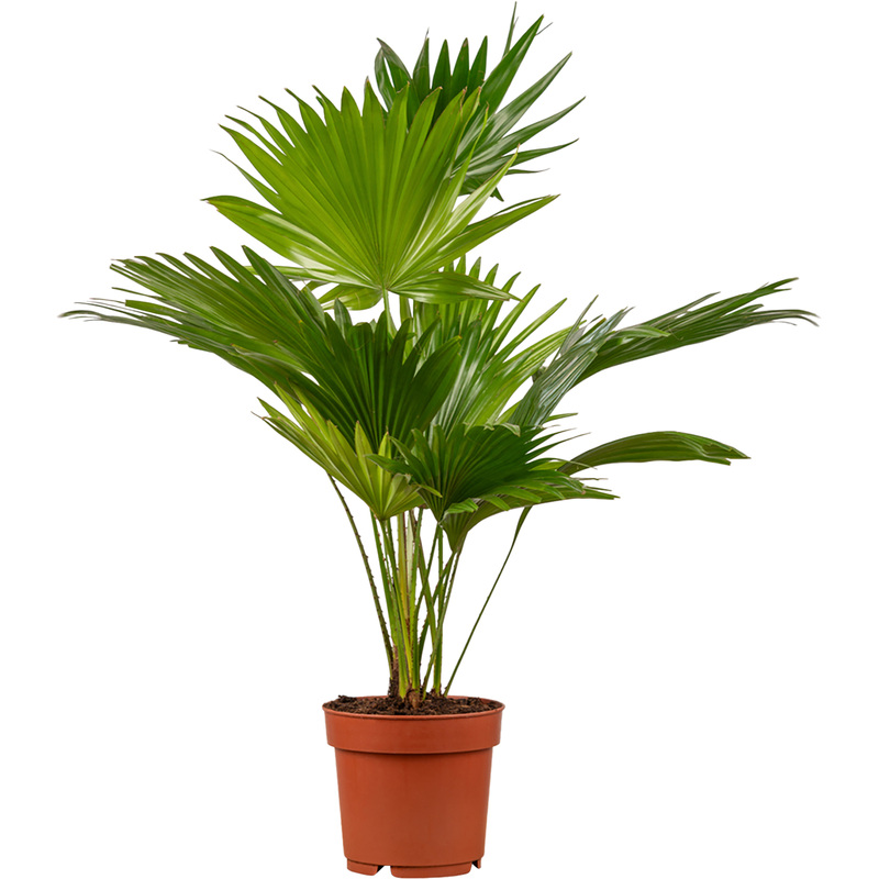 Изображение товара Растение Ливистона Ротундифолия 35 см в технологическом горшке D14 см