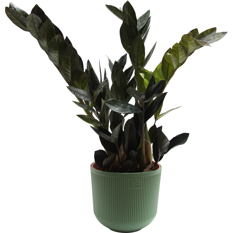Изображение товара Растение Замиокулькас Чёрный Ворон 35 см в кашпо D14.5 см (РЗ-003.14.01)