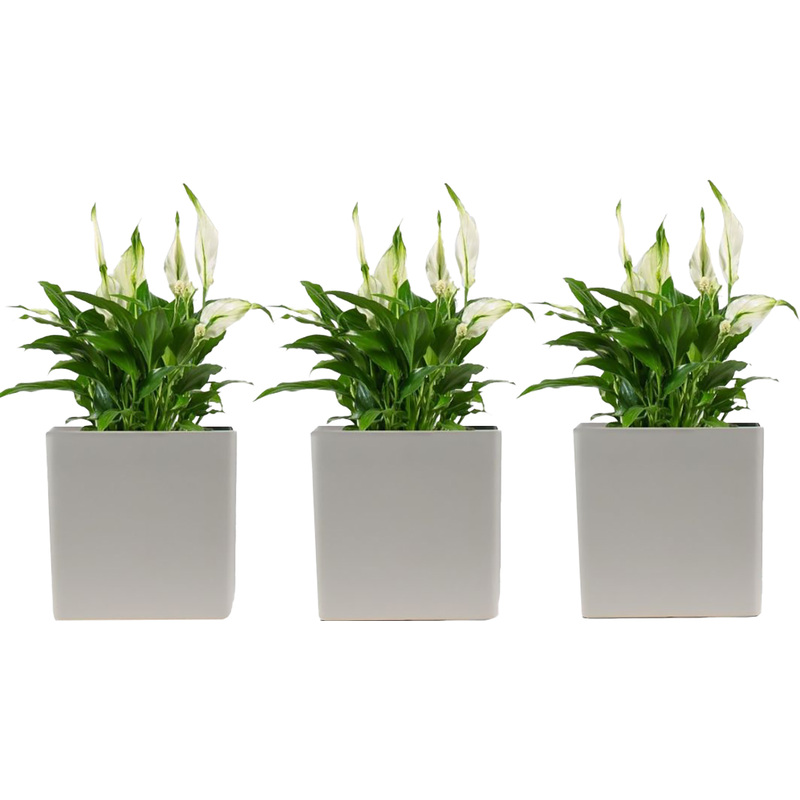 Изображение товара Набор растений Спатифиллум Шопен (3 штуки в упаковке, РС119ОС-3)