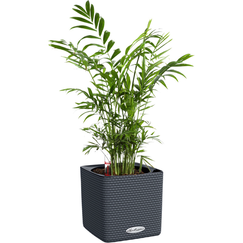 Изображение товара Растение хамедорея 35 см в сером кашпо Lechuza с автополивом