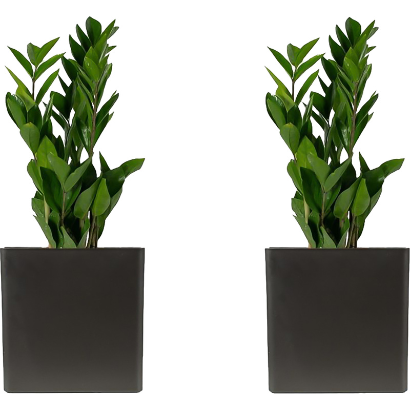 Изображение товара Набор растений замиокулькас 2 штуки высота 40 см