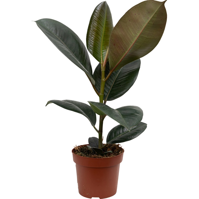 Изображение товара Фикус Эластика 35 см в технологическом горшке D12 см - декоративное растение для интерьера