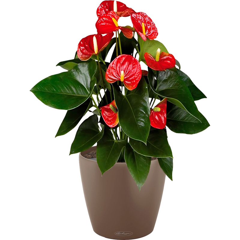 Изображение товара Растение Антуриум Андрианум красный в мускатном кашпо с автополивом 60 см