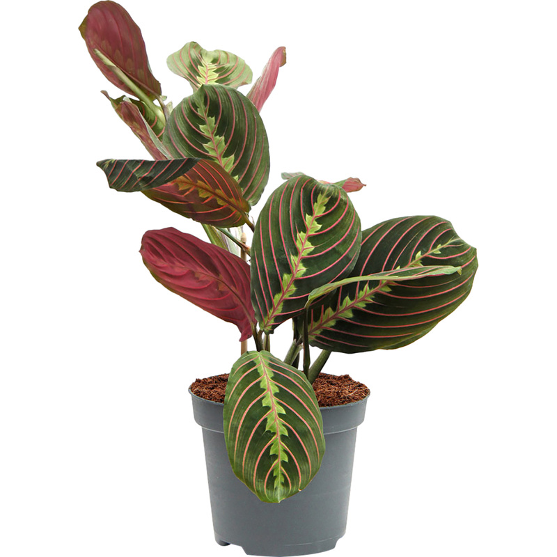 Изображение товара Растение Маранта Триколор 25 см в технологическом горшке D12 см (РС00039)
