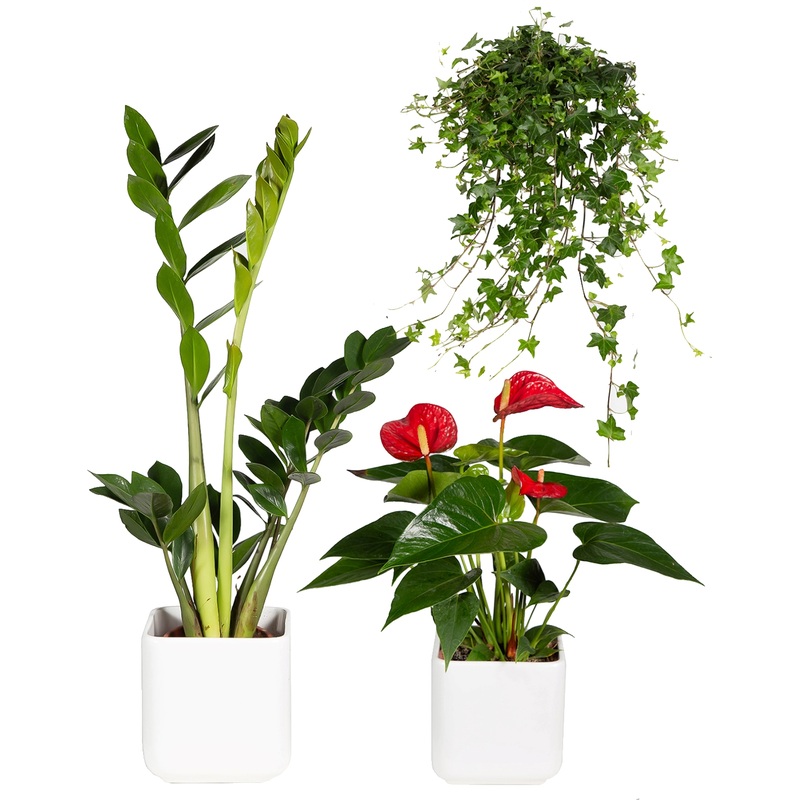 Изображение товара Набор растений Замиокулькас, Антуриум и Хедера в кашпо