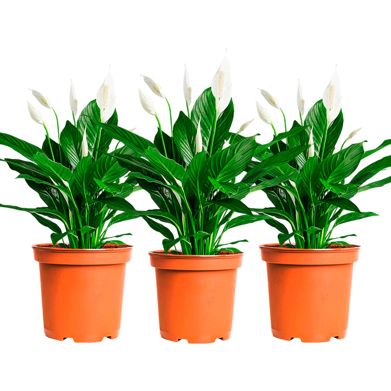 Изображение товара Набор растений Спатифиллум (3 штуки в упаковке)