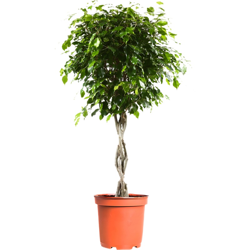 Изображение товара Растение Фикус Экзотика переплетённый 110 см в горшке D23 см