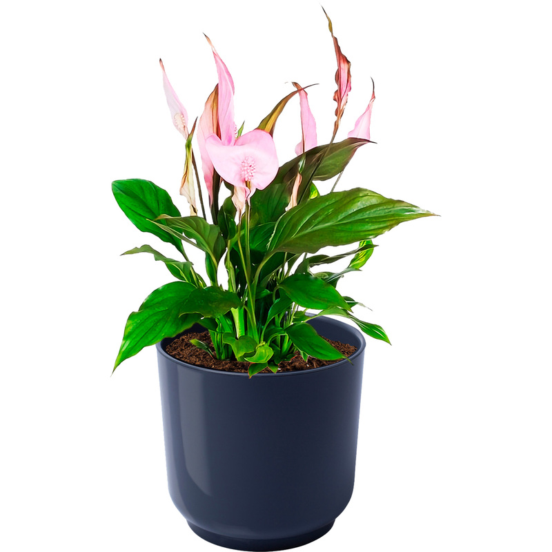 Изображение товара Растение Спатифиллум розовый 40 см в антрацитовом кашпо D13 см