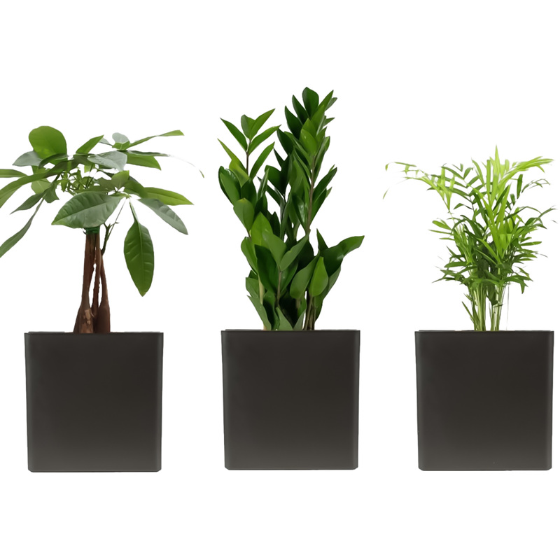 Изображение товара Набор растений Замиокулькас, Пахира Акватика, Хамедорея Элеганс - 3 шт