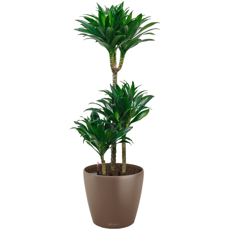 Изображение товара Драцена Компакта 100 см в кашпо Lechuza с автополивом