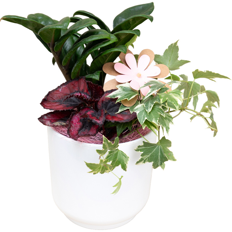 Изображение товара Композиция из растений Бегония, Замиокулькас и Хедера в белом кашпо Smarts-16