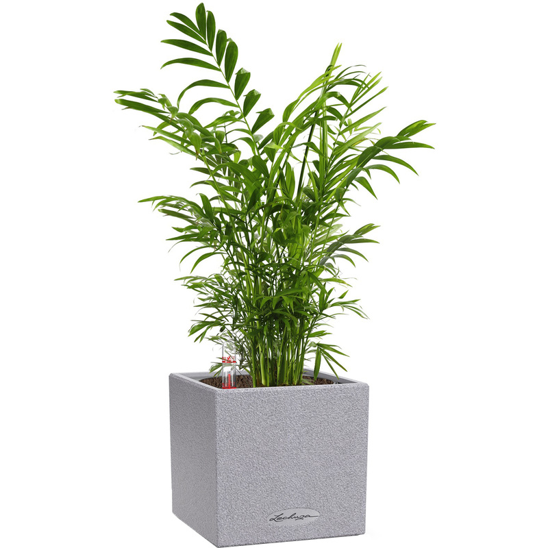 Изображение товара Декоративное комнатное растение хамедорея 35 см в кашпо с автополивом Lechuza