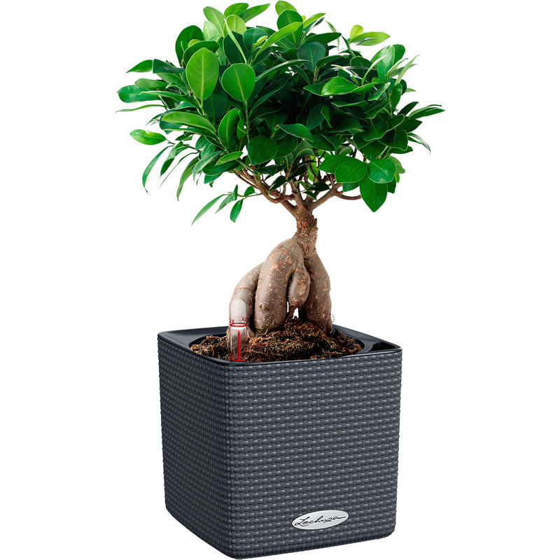 Изображение товара Растение Фикус бонсай 30 см в сером кашпо Lechuza с автополивом