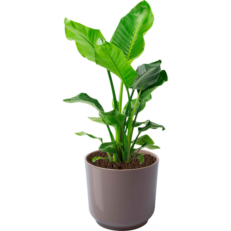 Изображение товара Растение стрелия Николай в кашпо 60см Нидерланды