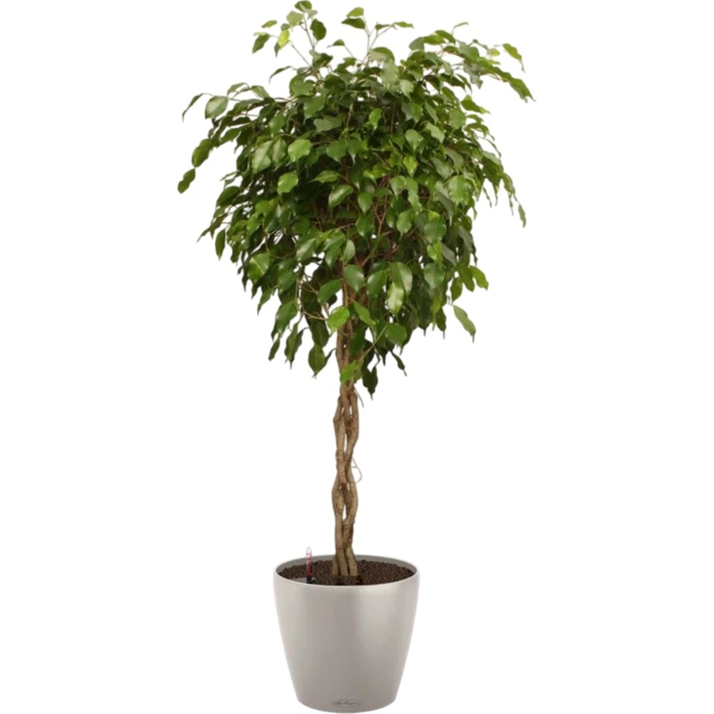 Изображение товара Фикус Экзотика переплетённый 150 см в песочно-коричневом кашпо с автополивом