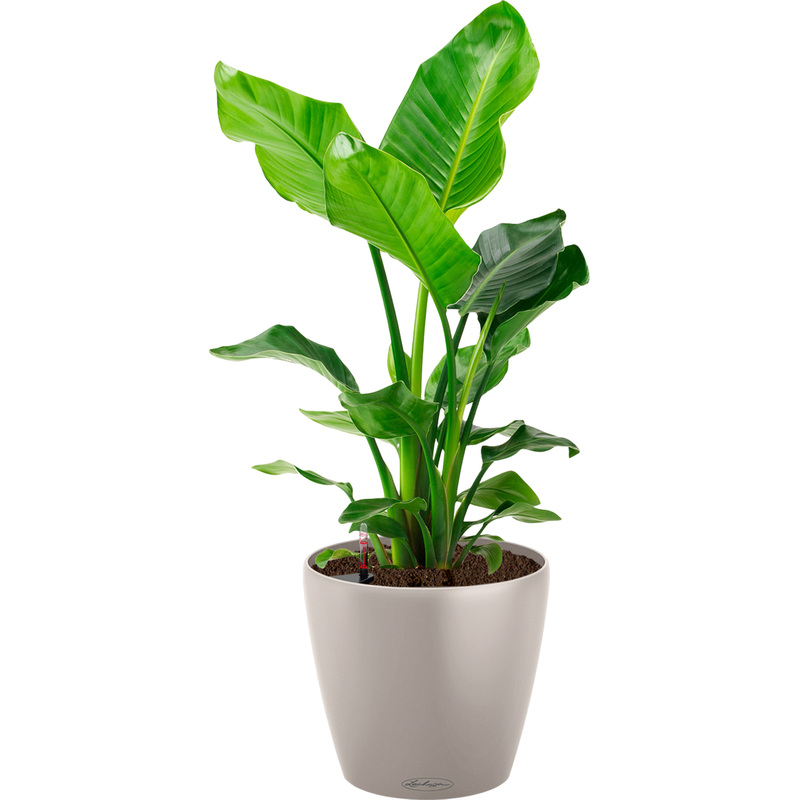 Изображение товара Комнатное растение Стрелиция Николай в кашпо с автополивом 100 см