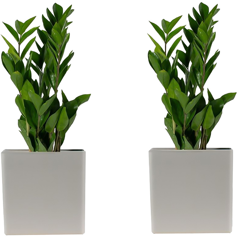 Изображение товара Набор растений замиокулькас 2 шт в кашпо для интерьера и офиса