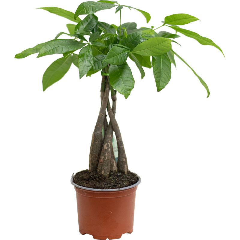 Изображение товара Пахира Акватика Дерево Счастья 45 см в горшке 12 см