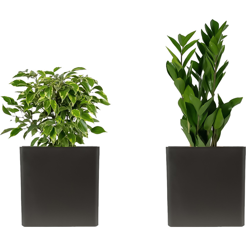 Изображение товара Набор растений замиокулькас и фикус бенджамина Кинки в кашпо