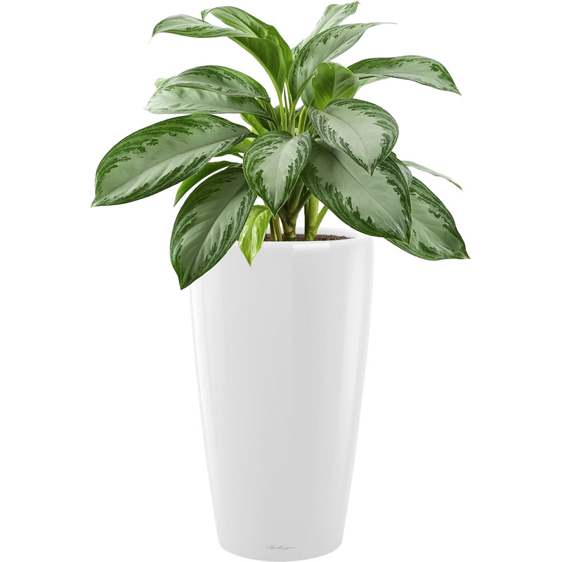Изображение товара Растение Аглаонема Сильвер Бей 90 см в белом кашпо Lechuza D32 см с автополивом